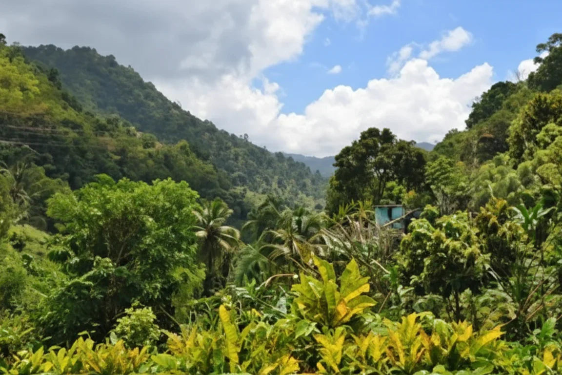 Kaffee aus Mittelamerika und der Karibik